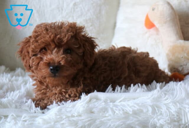 Copper Cavapoo2 image