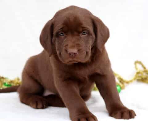 Cora Chocolate Lab