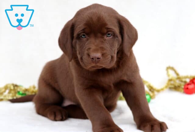Cora Chocolate Lab image