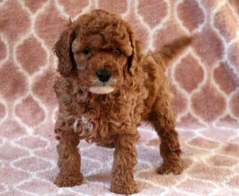 Red Cavapoo puppy standing on a soft pink patterned blanket, showing a fluffy curly coat, floppy ears, dark expressive eyes, and a slightly raised tail, photographed in a cozy studio setting.