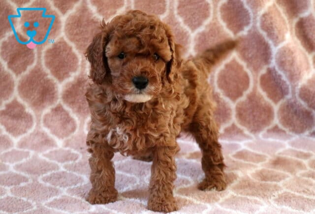 Cory Cavapoo image