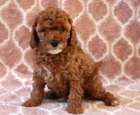 Cory Cavapoo2