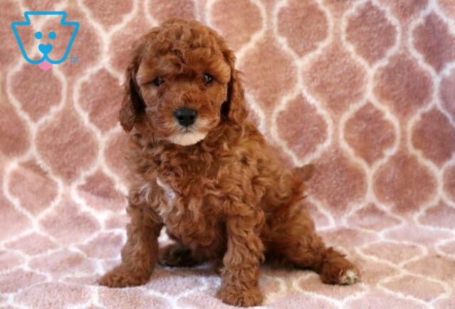 Cory Cavapoo2 image