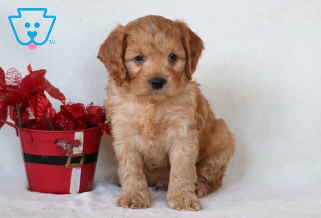 Courage Cavapoo image