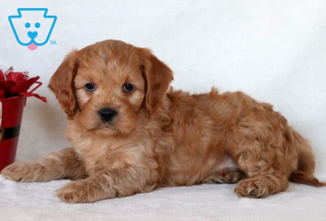 Courage Cavapoo2 image