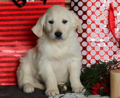 Cowboy Eng Cream Golden