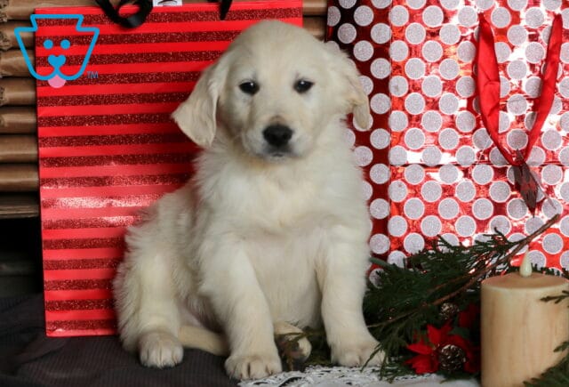 Cowboy Eng Cream Golden image