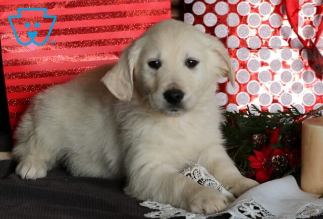 Cowboy Eng Cream Golden2 image