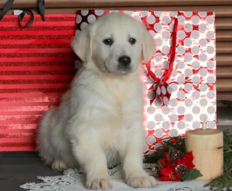 Cruz Eng Cream Golden