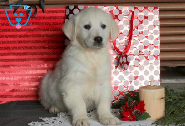 Cruz Eng Cream Golden image