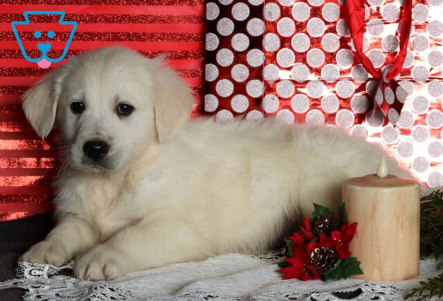 Cruz Eng Cream Golden2 image