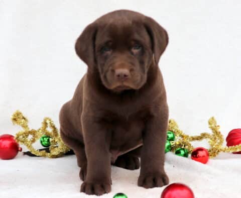 Cubby Chocolate Lab