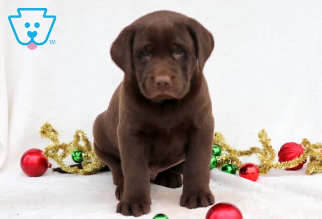 Cubby Chocolate Lab image