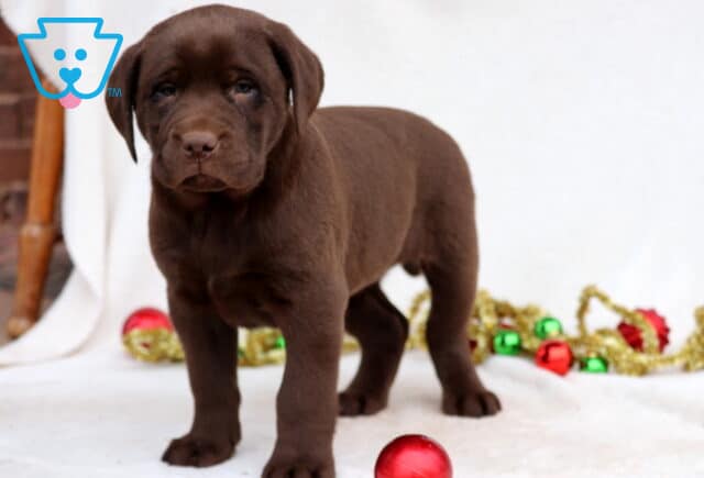 Cubby Chocolate Lab2 image