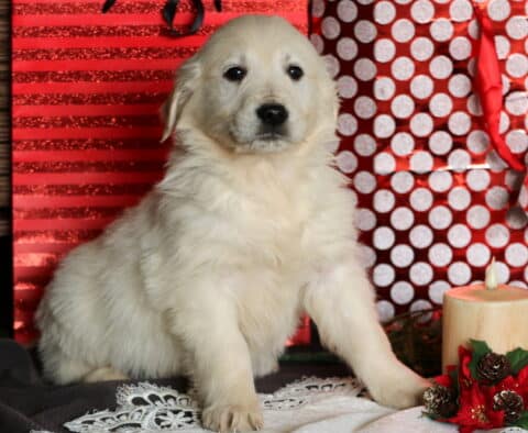 Cuddles Eng Cream Golden