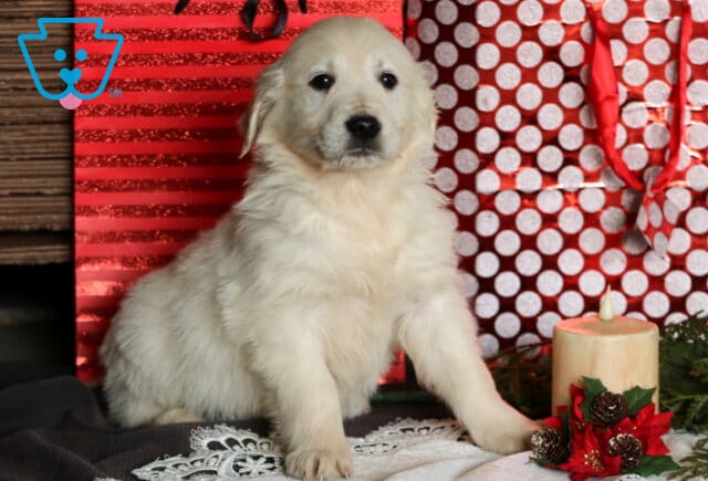 English Cream Golden Retriever puppy sitting upright in a holiday-themed setting, showing a fluffy cream coat and calm expression beside red gift bags and festive décor. image