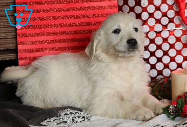 English Cream Golden Retriever puppy lying in a festive holiday scene, featuring a fluffy cream coat and serene expression with red gift bags and seasonal décor in the background. image