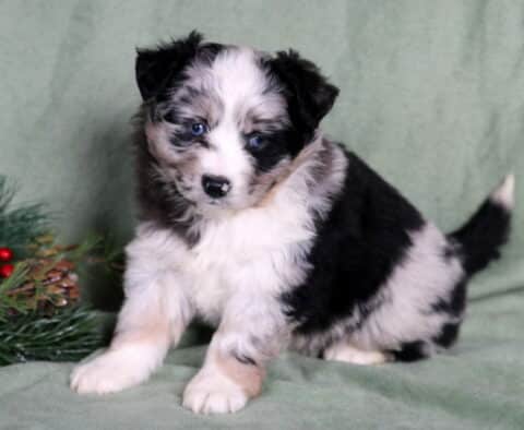 Cupcake Mini Australian Shepherd