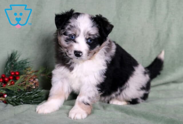 Cupcake Mini Australian Shepherd image