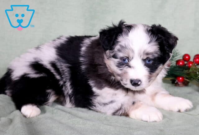 Cupcake Mini Australian Shepherd2 image
