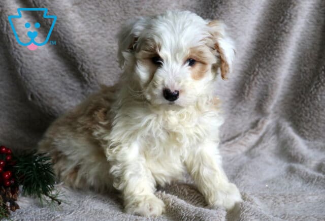 Cupid Poodle MIx image