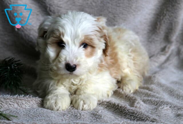 Cupid Poodle MIx2 image