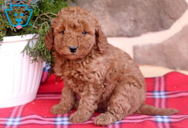 Daffy Cavapoo image