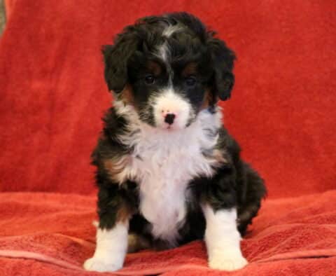 Daisy Mini Aussiedoodle