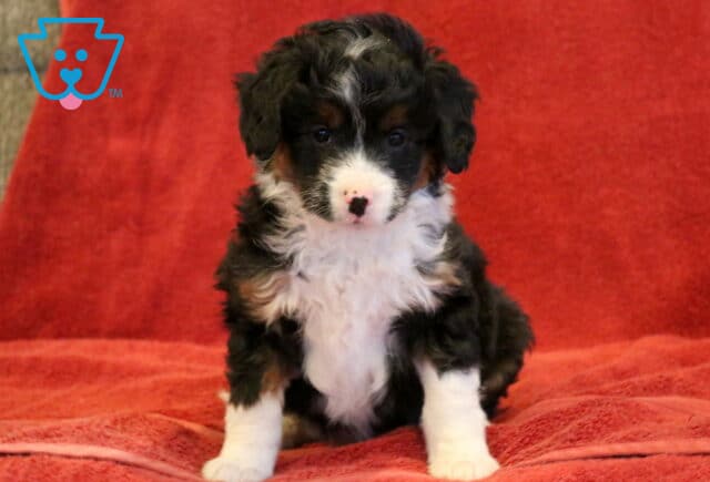 Daisy Mini Aussiedoodle image