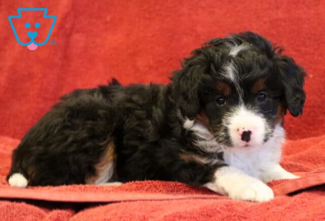 Daisy Mini Aussiedoodle2 image