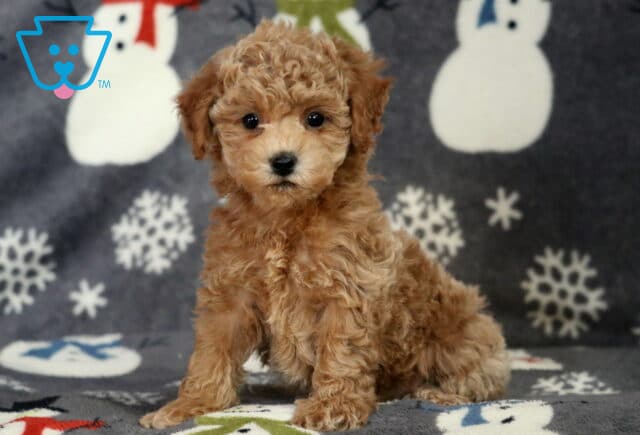 Dakota Bichpoo image