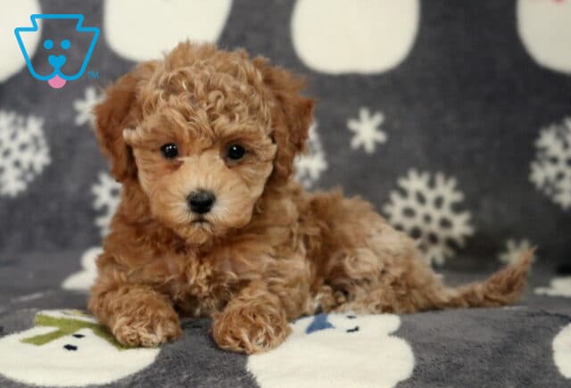 Dakota Bichpoo2 image