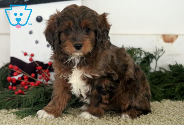 Tri-colored Cockapoo puppy with dark brown, tan, and white markings sitting on a carpet surrounded by evergreen branches and red berries, looking at the camera with soft, wavy fur. image