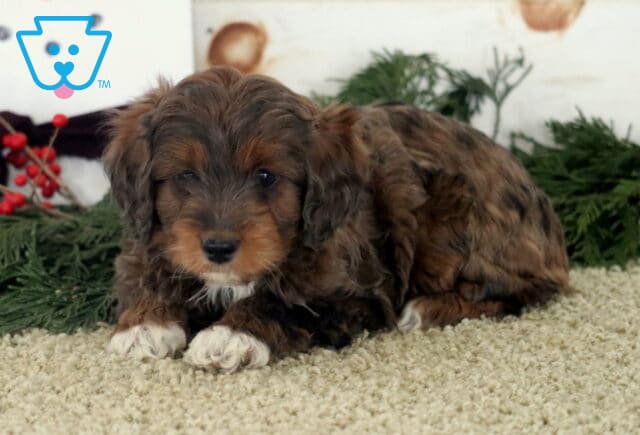 Tri-colored Cockapoo puppy with wavy brown, tan, and gray fur lying on a carpet, with evergreen branches and red berries behind it, looking calmly at the camera. image