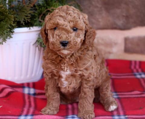 Dallas Cavapoo