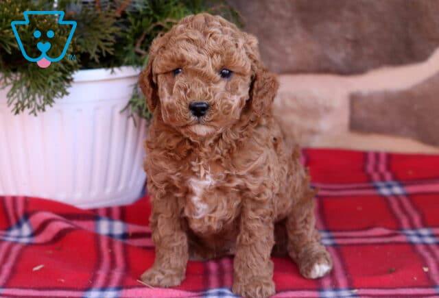 Curly-coated Cavapoo puppy with rich apricot coloring sitting on a red plaid blanket in front of a stone background, showing a small white patch on the chest. image
