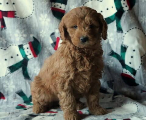 Damon Mini Goldendoodle