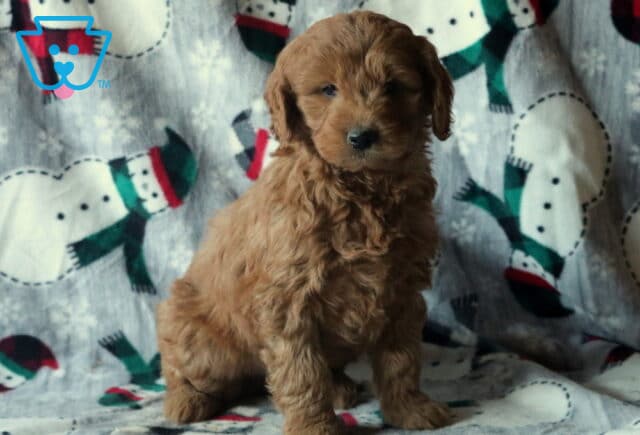 Damon Mini Goldendoodle image