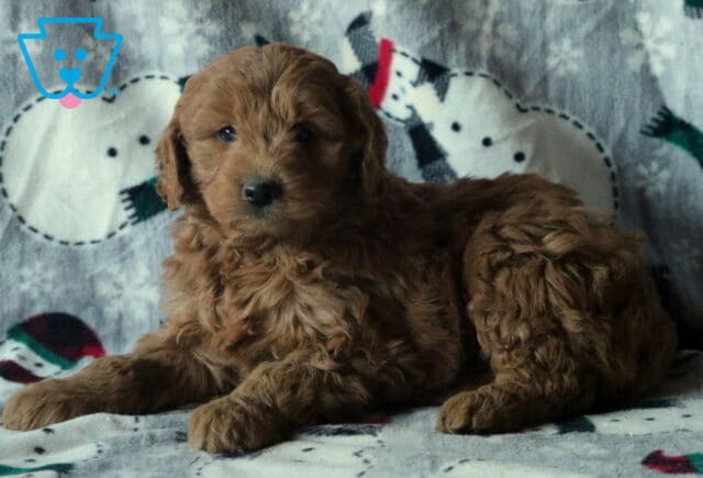 Damon Mini Goldendoodle2 image