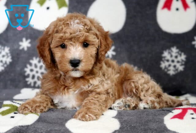 Danny Bichpoo2 image