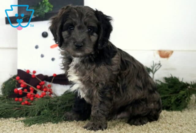 Danny Cockapoo image