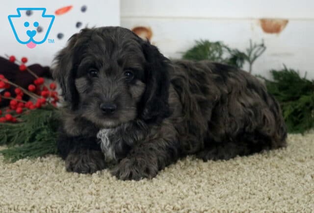 Danny Cockapoo2 image