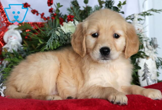 Darcey Golden2 image