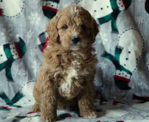 Dash Mini Goldendoodle