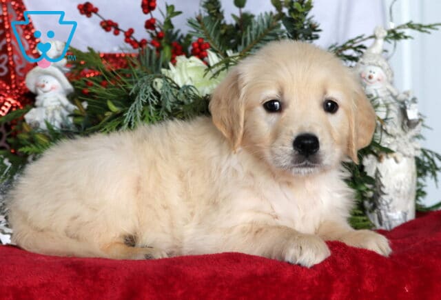 Debbie Golden2 image