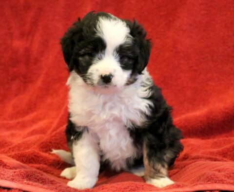 Dee Mini Aussiedoodle