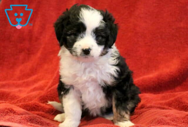 Dee Mini Aussiedoodle image