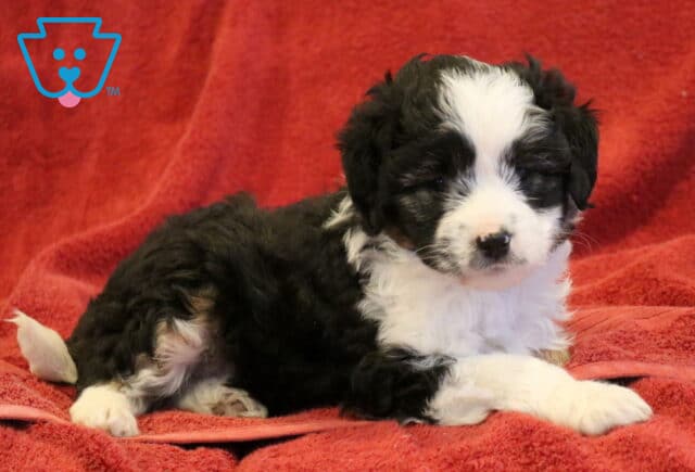 Dee Mini Aussiedoodle2 image