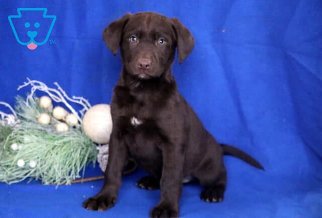 Chocolate Labrador Retriever puppy sitting on a blue backdrop next to decorative greenery, featuring a rich dark brown coat, floppy ears, and soft light-colored eyes. image