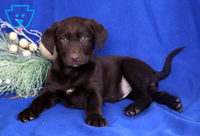 Chocolate Labrador Retriever puppy lying on a blue backdrop beside decorative greenery, showing a glossy dark brown coat, floppy ears, and gentle light-colored eyes. image